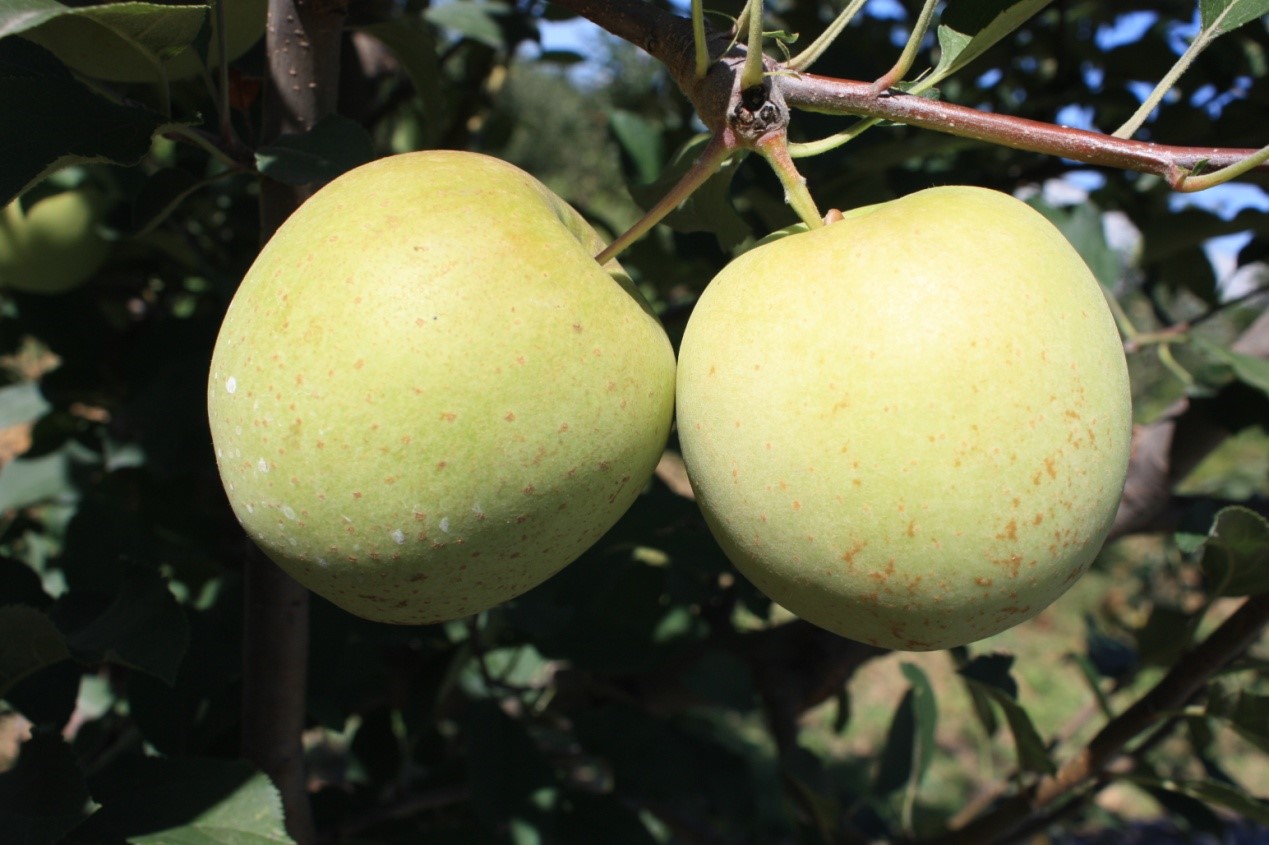 华优贝茜-1.jpg
